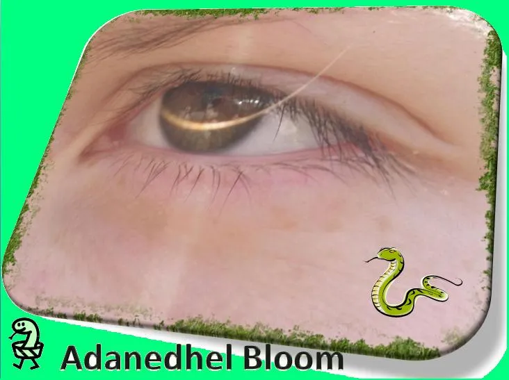 Adanedhel Bloom