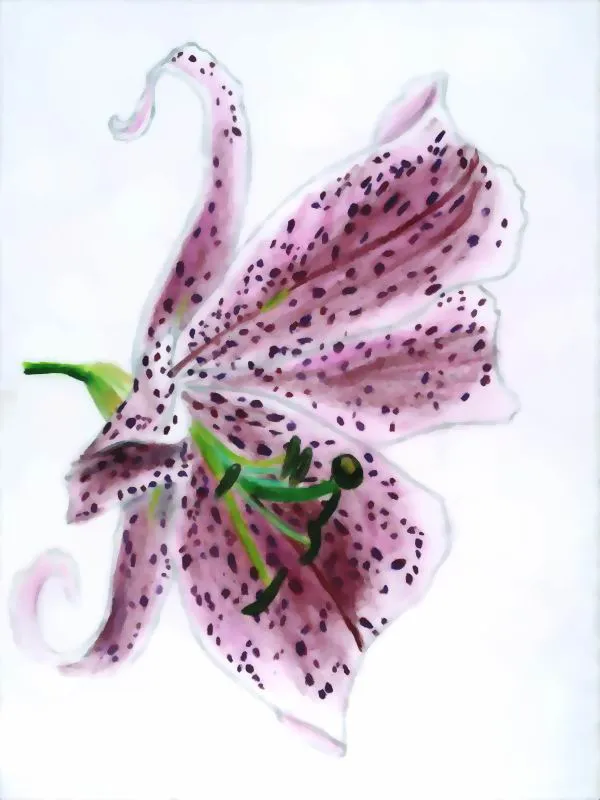 Orchidea