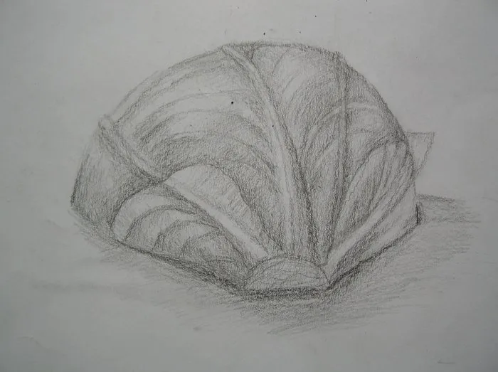 studie zelí