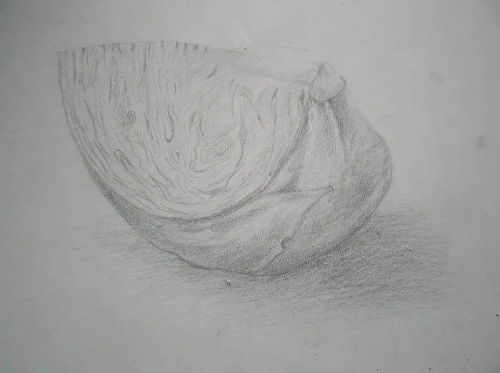 studie zelí