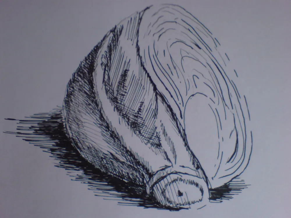 Studie zelí (perokresba)
