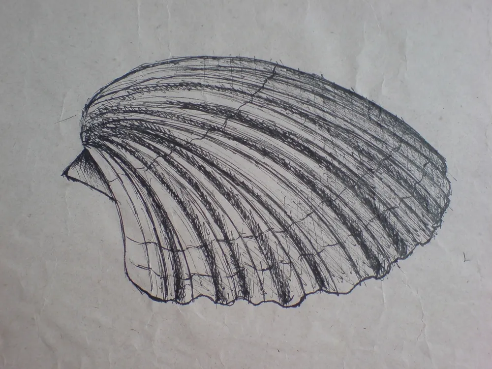 Mušlička podruhé