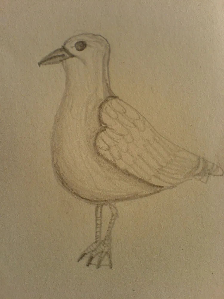 Racek