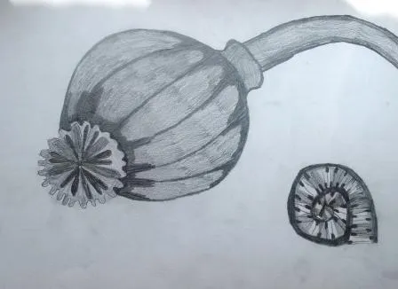 Máček a ulitka