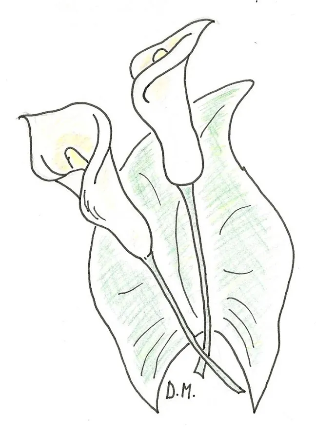 Calla
