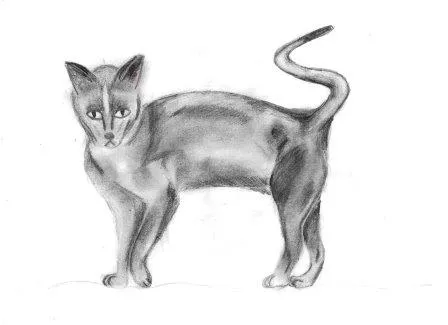 Hradní kočka
