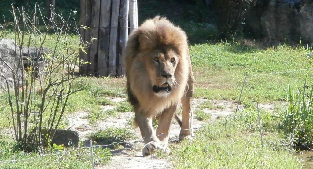 Kategorie Živá zvířata - Zoo Zlín 02