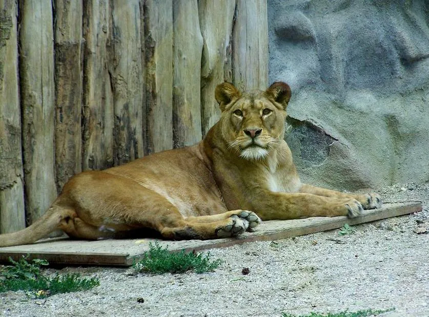 Živá zvířata - ZOO Olomouc 01