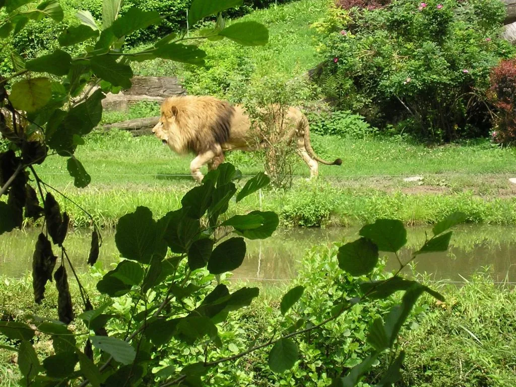 Kategorie Živá zvířata - Zoo Zlín 01