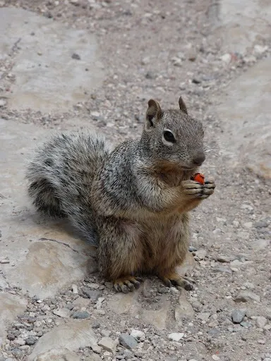 Máme rádi zvířata, zvířata, zvířata, protože jsou chlupatá a mají hebkou srst :)