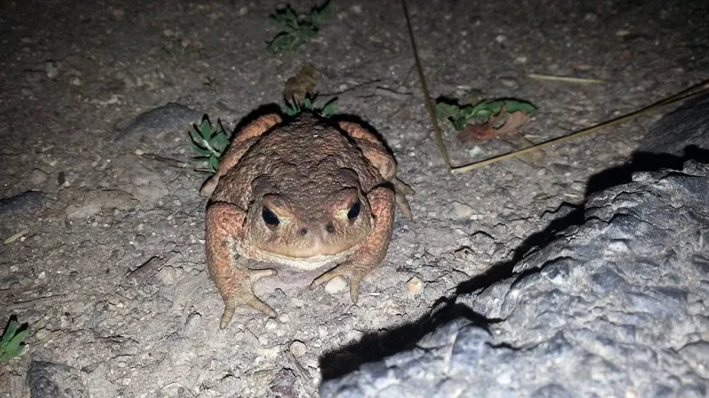Zvíře