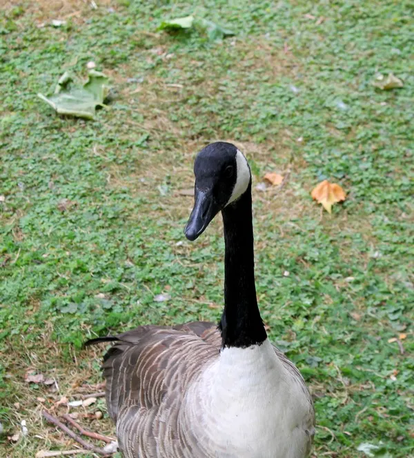 Zvíře