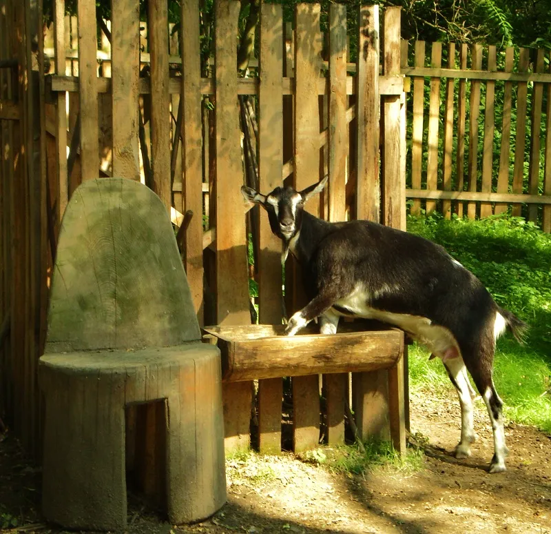 Zvíře