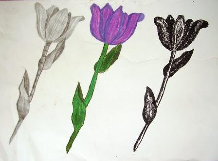 Květina tuží, pastelkama a tužkou